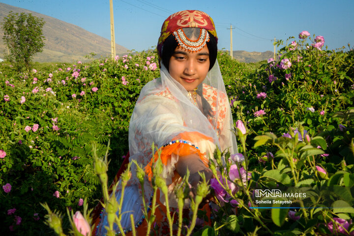 فصل گل و گلاب در میمند فارس