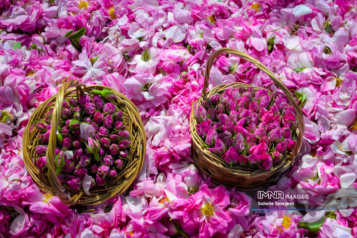 فصل گل و گلاب در میمند فارس