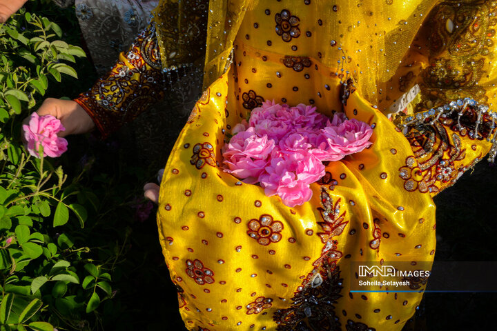 فصل گل و گلاب در میمند فارس