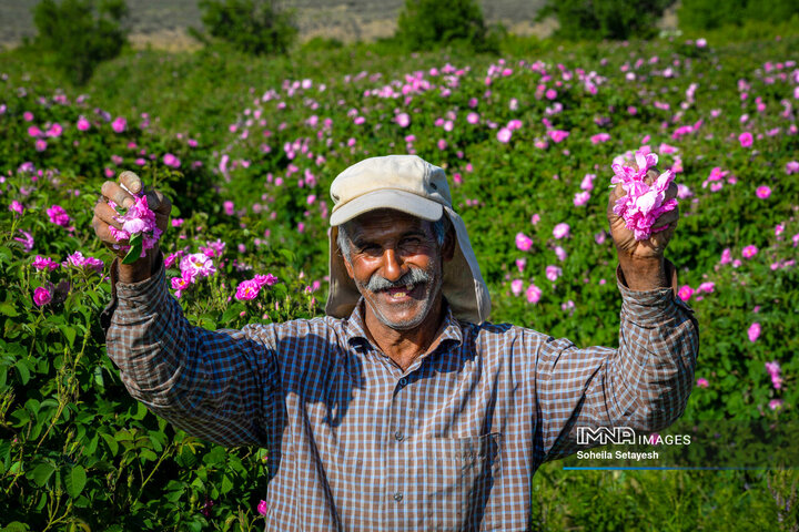 فصل گل و گلاب در میمند فارس