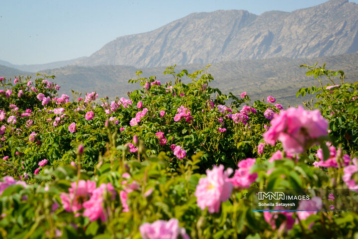 فصل گل و گلاب در میمند فارس