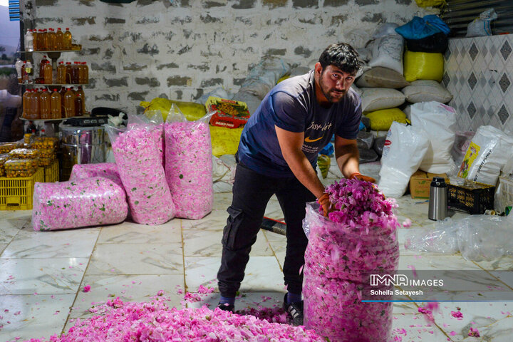 فصل گل و گلاب در میمند فارس