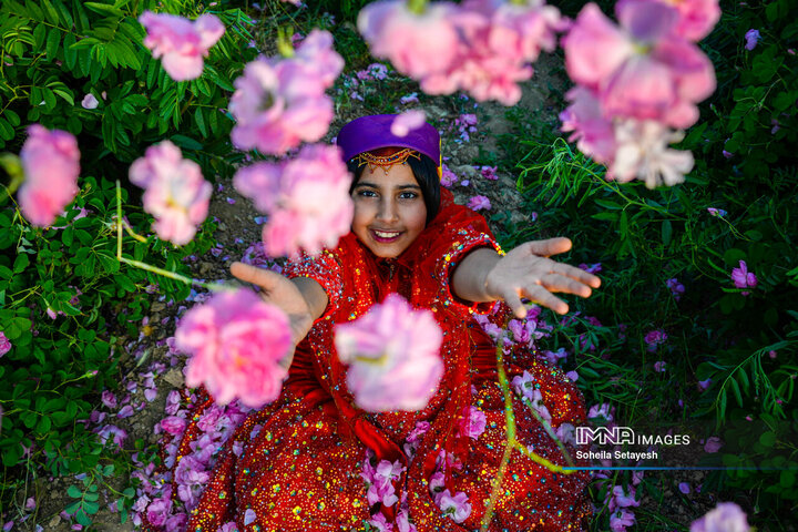 فصل گل و گلاب در میمند فارس