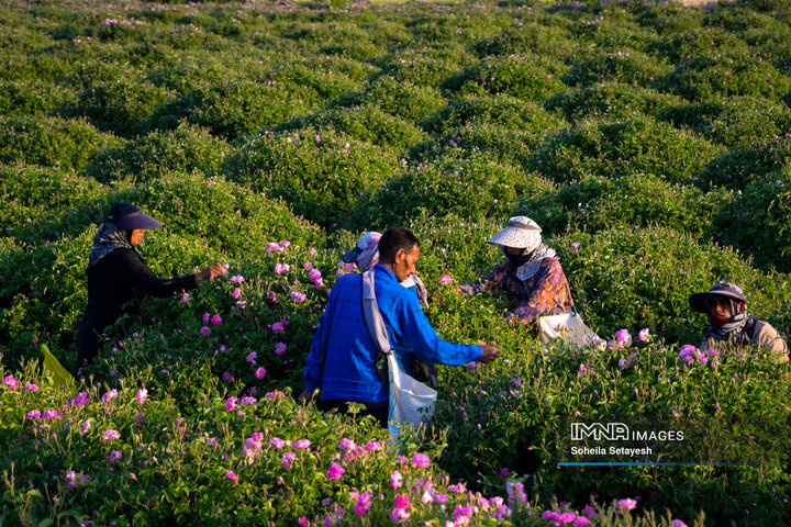 فصل گل و گلاب در میمند فارس