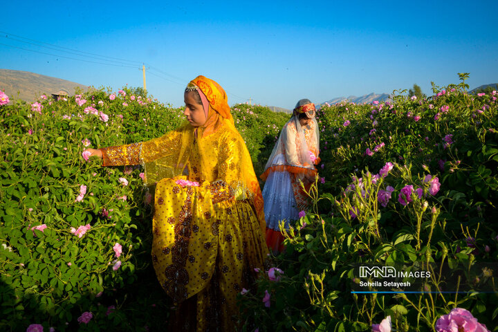 فصل گل و گلاب در میمند فارس