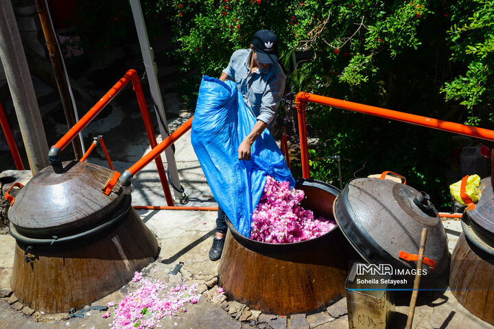 فصل گل و گلاب در میمند فارس