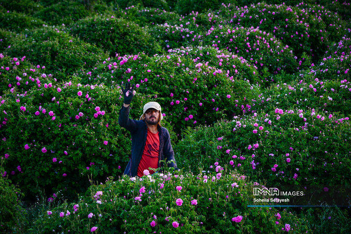 فصل گل و گلاب در میمند فارس