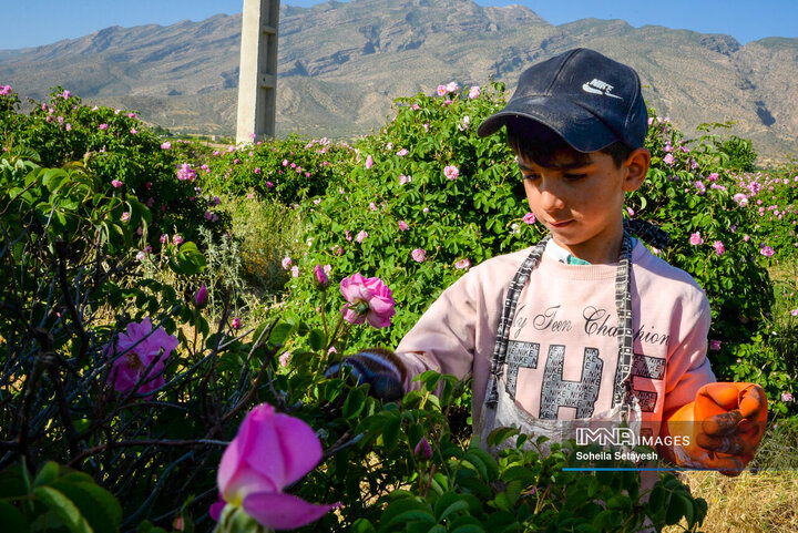 فصل گل و گلاب در میمند فارس