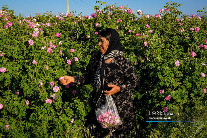 فصل گل و گلاب در میمند فارس