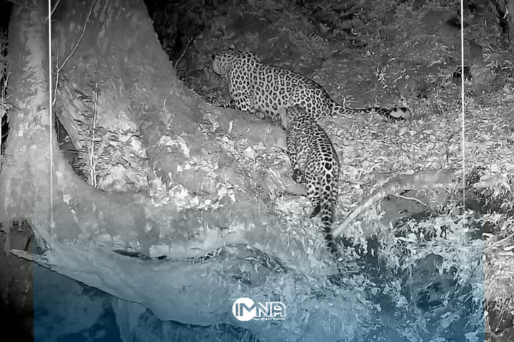 فیلم| ثبت تصویر پلنگ ایرانی در جنگل‌های هیرکانی گیلان