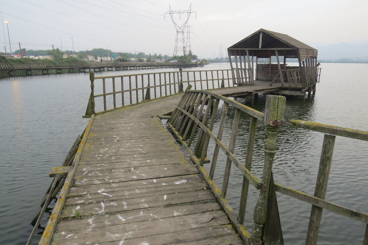 سایت پرنده‌نگری استیل، نعمتی که نقمت شد