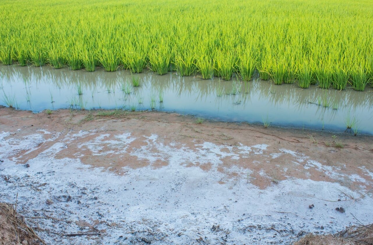 بحران شوری خاک؛ تهدیدی پنهان برای تنوع زیستی