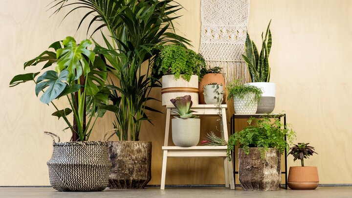گل‌ها و گیاهان؛ هدیه سبز طبیعت برای انسان