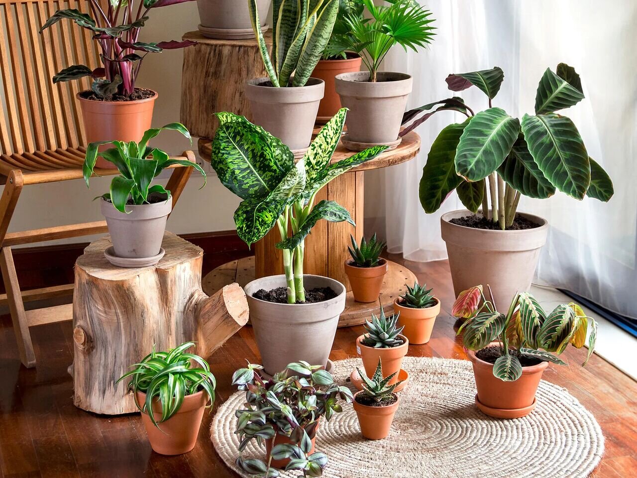 گلها و گیاهان؛ هدیه سبز طبیعت برای انسان