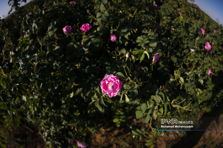 برداشت گل محمدی از باغ‌های قم