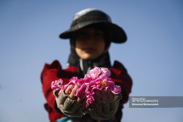 برداشت گل محمدی از باغ‌های قم