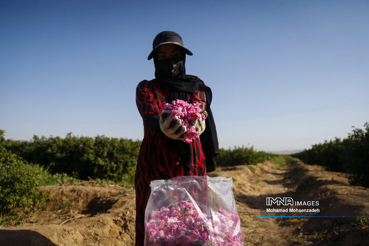 برداشت گل محمدی از باغ‌های قم