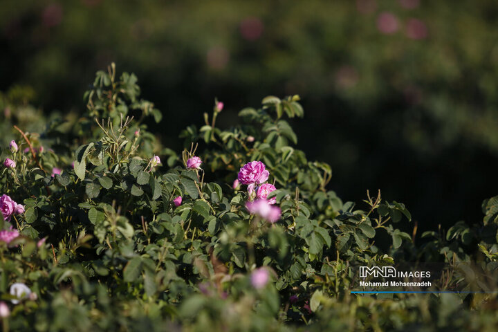 برداشت گل محمدی از باغ‌های قم