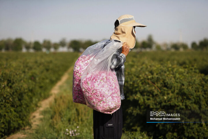 برداشت گل محمدی از باغ‌های قم