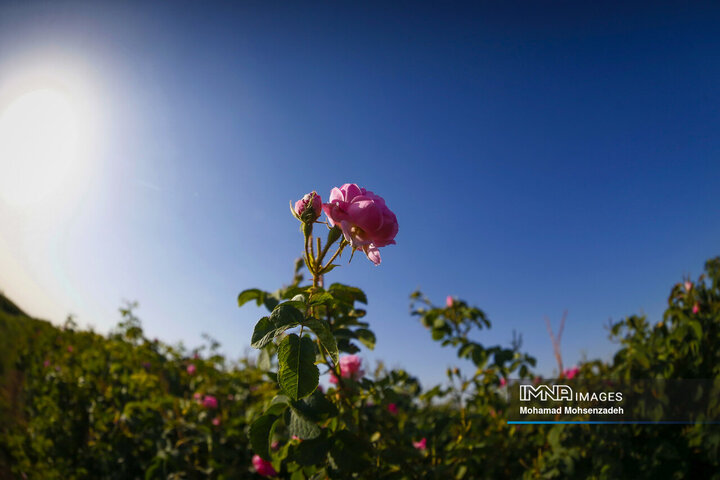 برداشت گل محمدی از باغ‌های قم