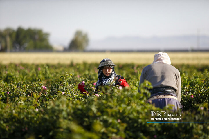 برداشت گل محمدی از باغ‌های قم