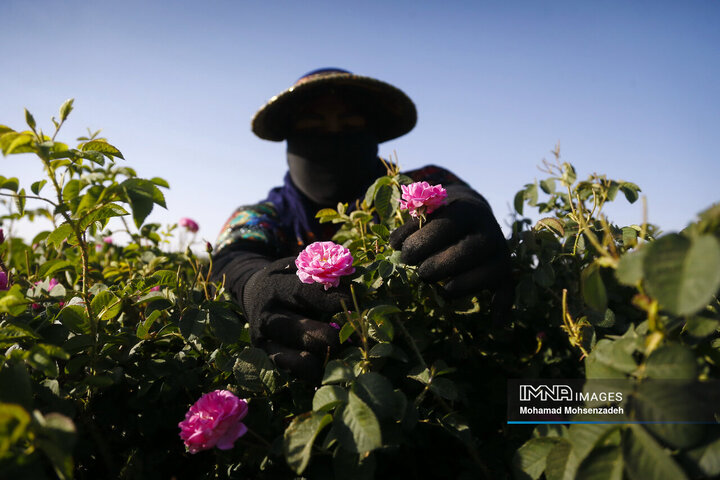 برداشت گل محمدی از باغ‌های قم