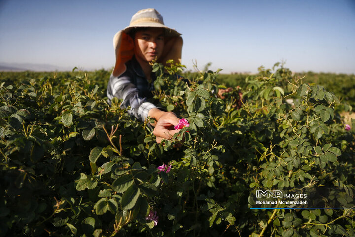 برداشت گل محمدی از باغ‌های قم