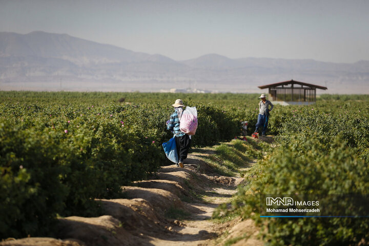 برداشت گل محمدی از باغ‌های قم