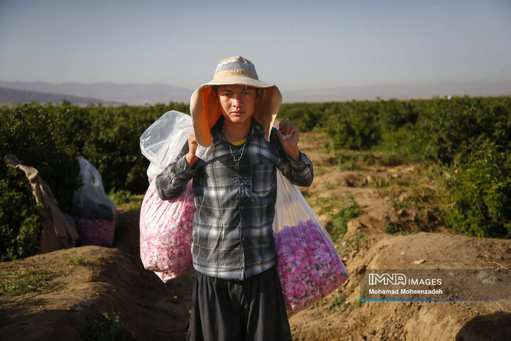برداشت گل محمدی از باغ‌های قم