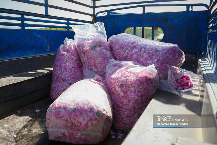 برداشت گل محمدی از باغ‌های قم