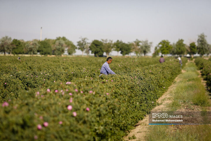 برداشت گل محمدی از باغ‌های قم