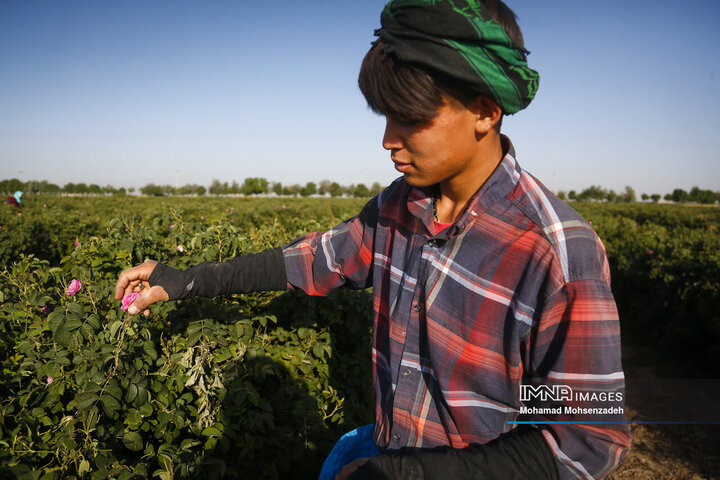 برداشت گل محمدی از باغ‌های قم