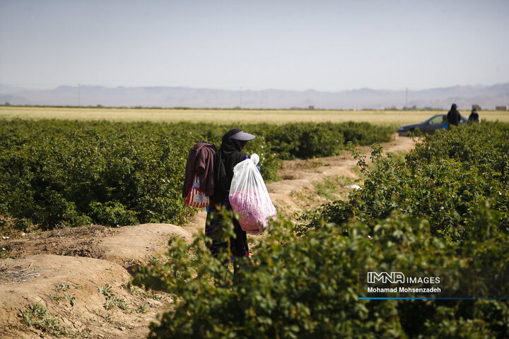 برداشت گل محمدی از باغ‌های قم