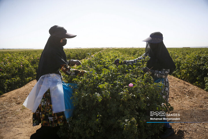 برداشت گل محمدی از باغ‌های قم