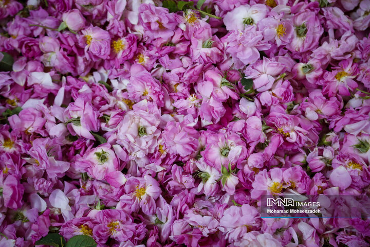 برداشت گل محمدی از باغ‌های قم