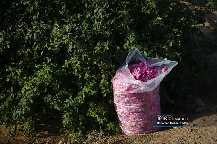 برداشت گل محمدی از باغ‌های قم