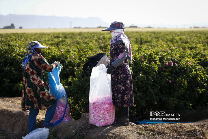 برداشت گل محمدی از باغ‌های قم