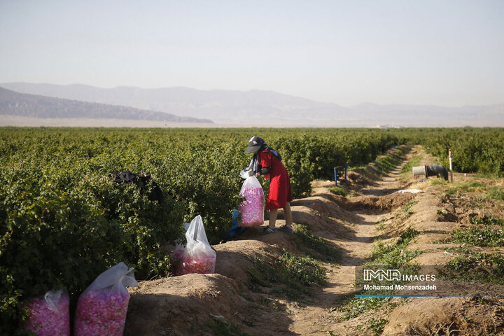 برداشت گل محمدی از باغ‌های قم