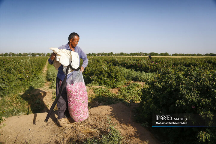 برداشت گل محمدی از باغ‌های قم