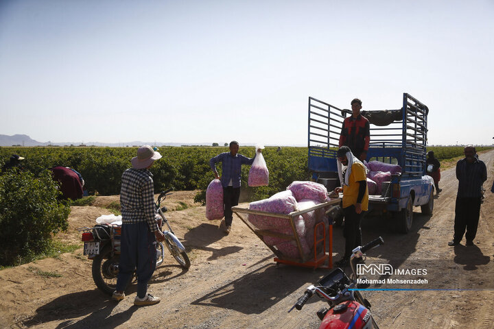 برداشت گل محمدی از باغ‌های قم