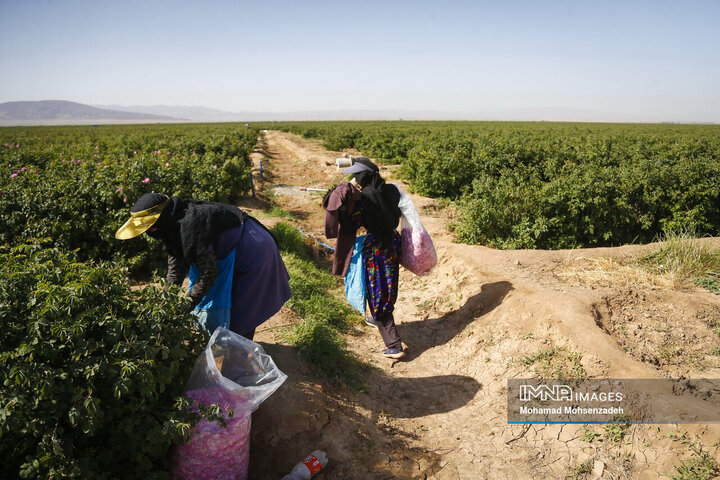 برداشت گل محمدی از باغ‌های قم