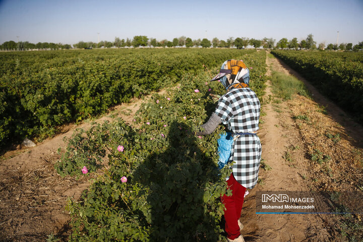برداشت گل محمدی از باغ‌های قم