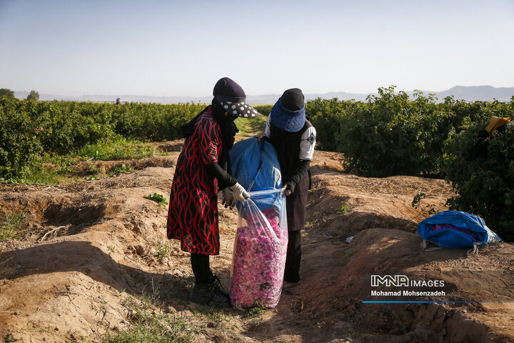 برداشت گل محمدی از باغ‌های قم