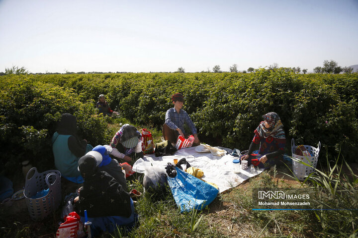برداشت گل محمدی از باغ‌های قم