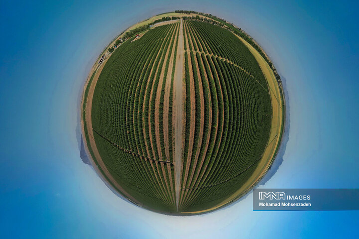 برداشت گل محمدی از باغ‌های قم