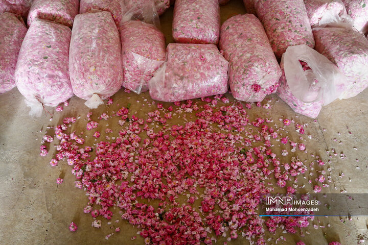 برداشت گل محمدی از باغ‌های قم