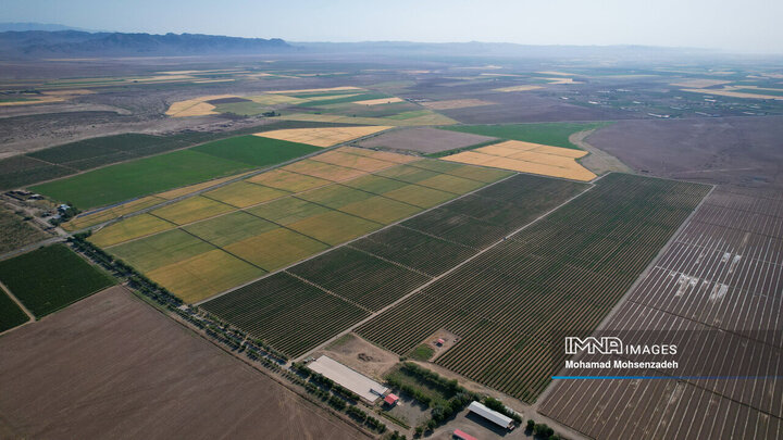 برداشت گل محمدی از باغ‌های قم