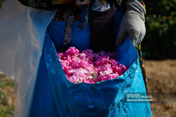 برداشت گل محمدی از باغ‌های قم