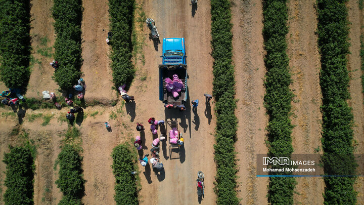 برداشت گل محمدی از باغ‌های قم