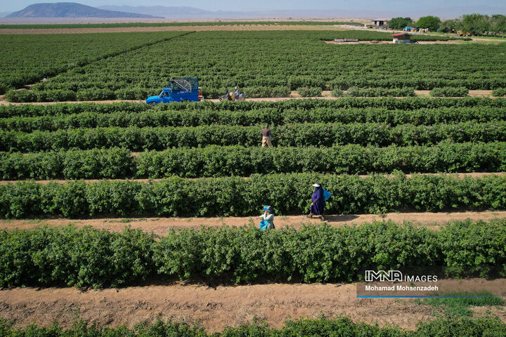 برداشت گل محمدی از باغ‌های قم